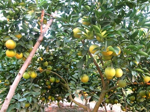 Kỹ thuật trồng và chăm sóc cây cam V2