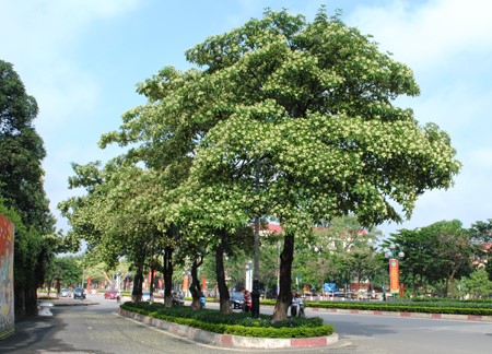 Giống cây hoa sữa