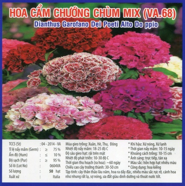 Hạt giống hoa cẩm chướng chùm MIX