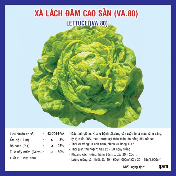 Hạt giống xà lách đăm cao sản