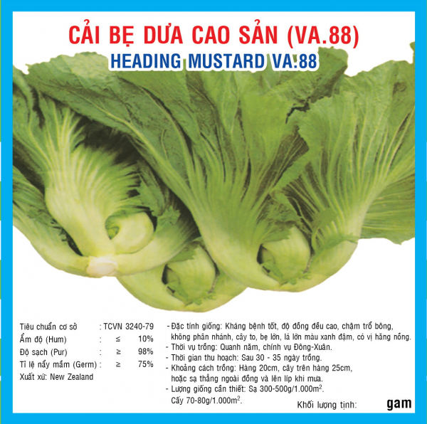 Hạt giống cải bẹ dưa cao sản