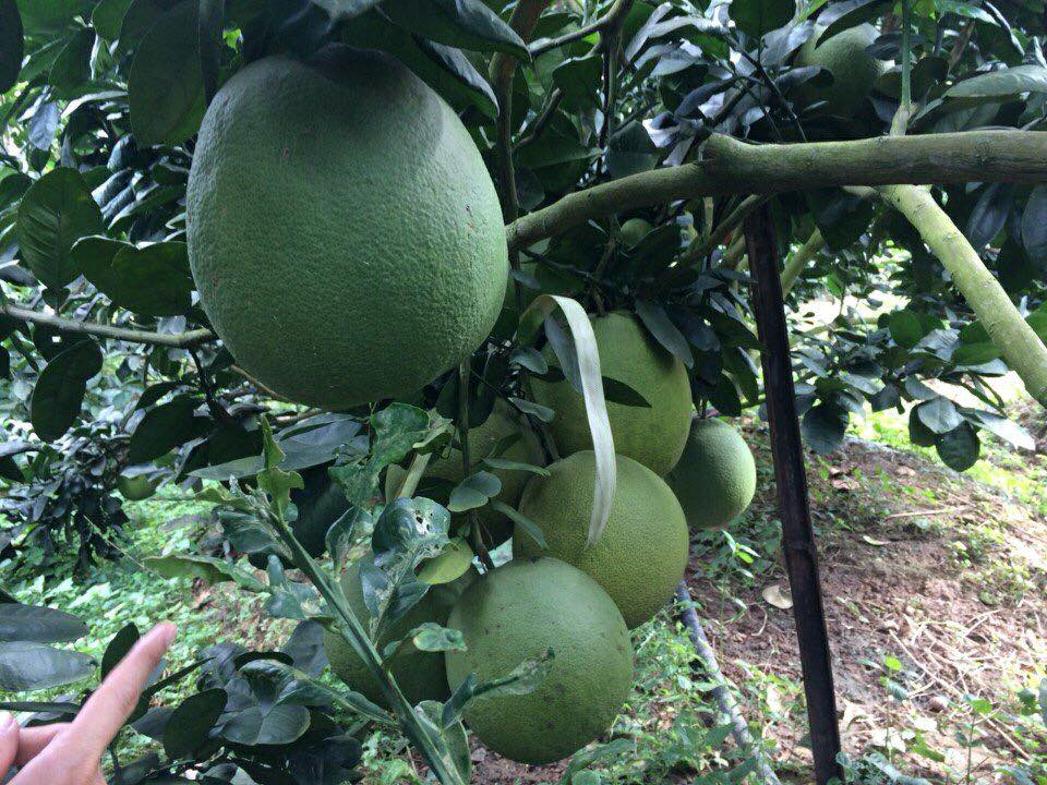 Thời gian thu hoạch bưởi da xanh và chăm sóc bưởi da xanh sau thu hoạch