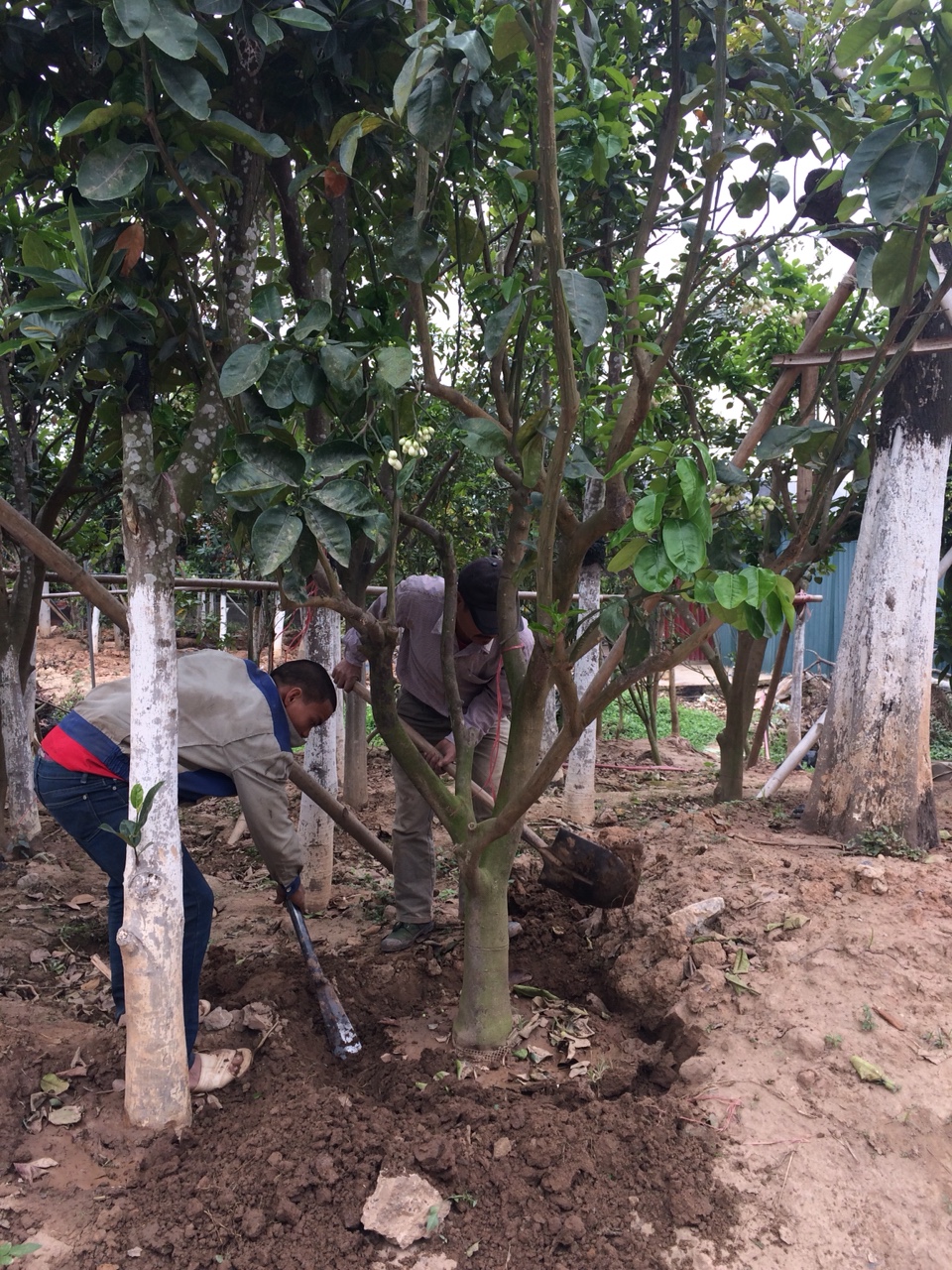 Cây bưởi diễn trưởng thành