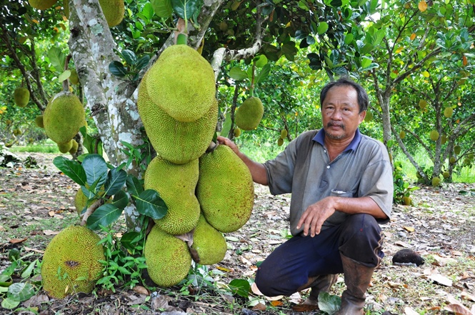 Lão nông trồng mít thái trên vùng đất đỏ thu về tiền tỉ mỗi năm