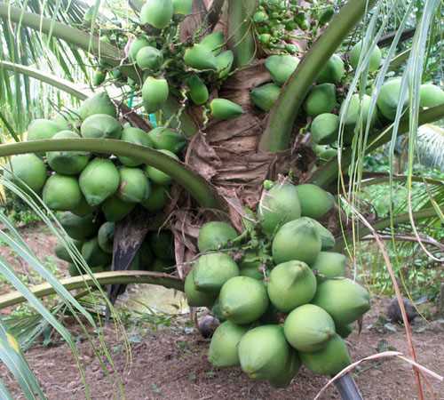 Giống cây dừa xiêm lùn