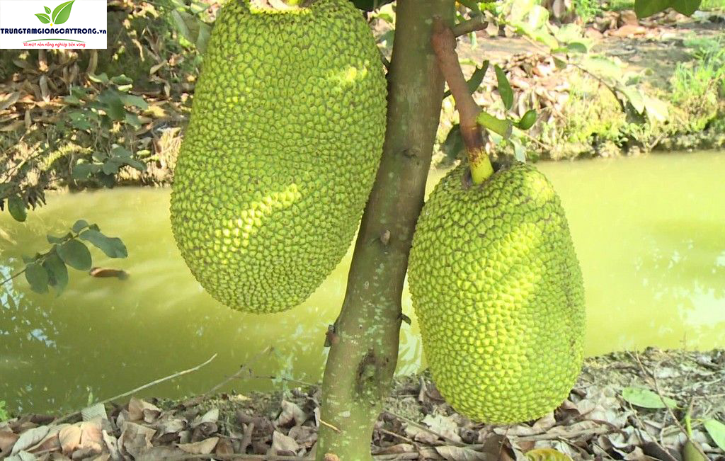 Trồng cây ngắn ngày hiệu quả kinh tế cao nhất hiện nay