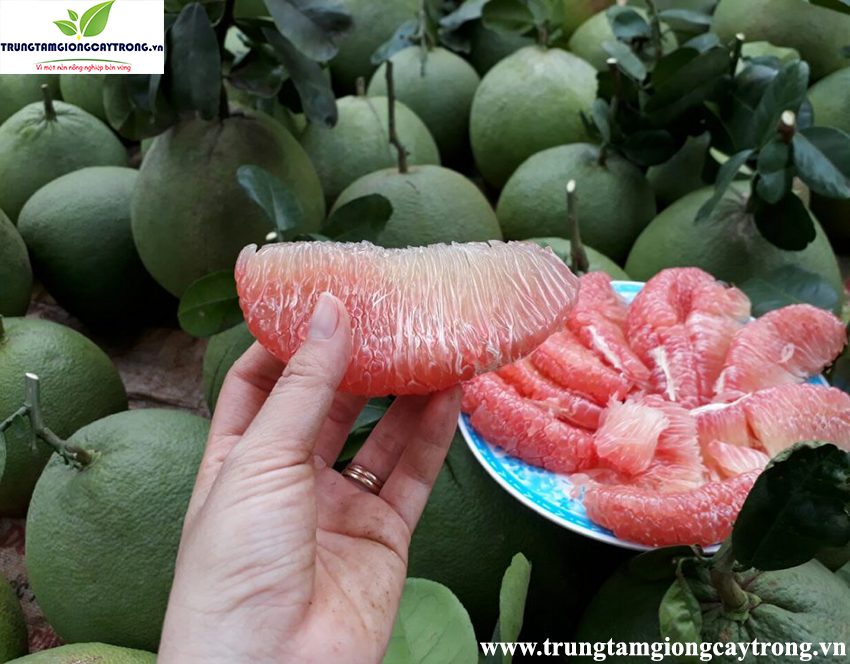 Các loại Cây ăn quả chịu hạn tốt có giá trị kinh tế cao